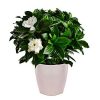 Zamiokoulkas Frentzos Flowers-Florist in Athens-Agia Paraskevi-Greece Indoor plants Indoor plants
