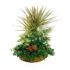 Large Arrangement of Plants in a Basket with Handle with Dragon Frentzos Flowers-Florist in Athens-Agia Paraskevi-Greece Plant compositions