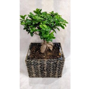 Bonsai Ficus in Basket