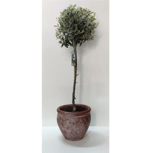 Ornamental Olive tree – ≈110 cm