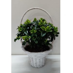 Gardenias in Basket