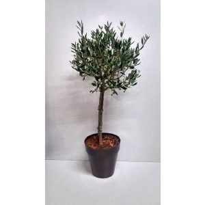 Ornamental Olive tree – ≈ 80cm