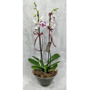 Orchid Phalaenopsis in Transparent Glass
