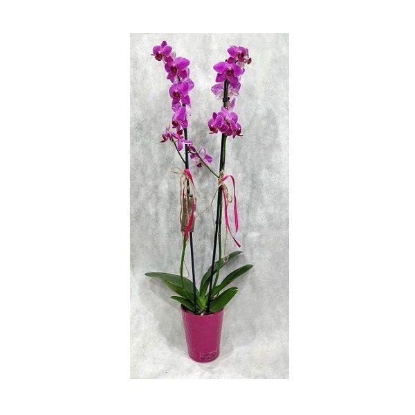 My-Purple-Orchid