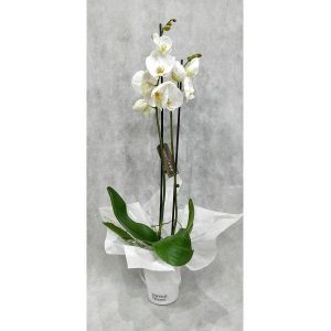 Orchid Phalaenopsis Orchid Classic