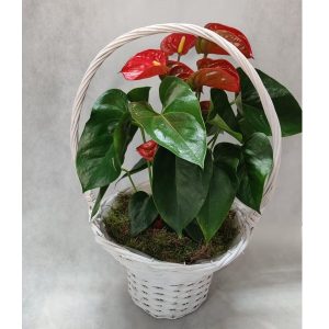 Red Anthurium in a Basket