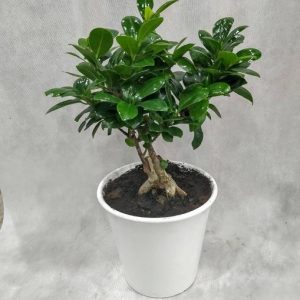 bonsai 35cm version 2