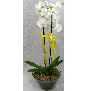 Orchid Phalaenopsis in Transparent Glass