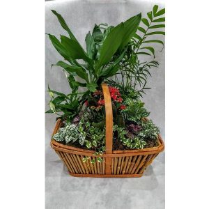 Large Arrangement of Plants in a Basket with Handle with Dragon