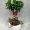 Christmas Mood Bonsai Frentzos Flowers-Florist in Athens-Agia Paraskevi-Greece Christmas