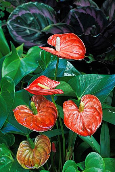 You are currently viewing Anthurium