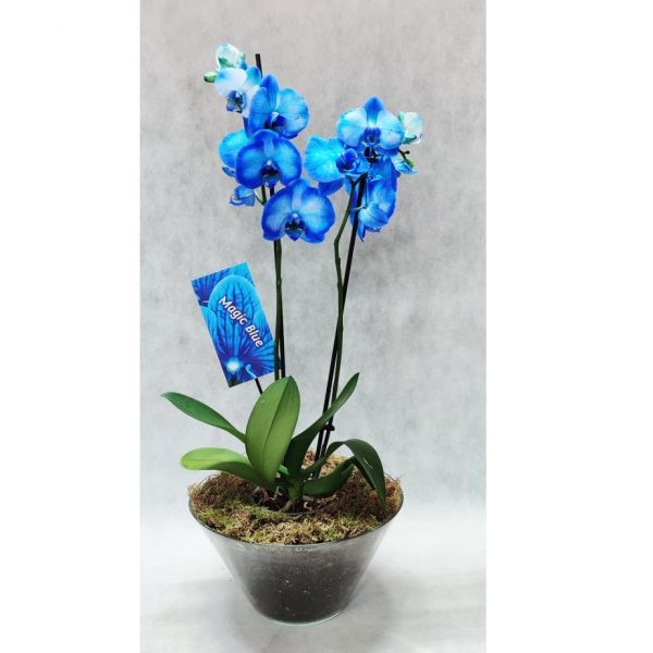blue orchid phalaenopsis se guala