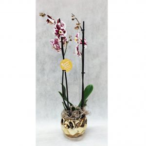 Orchid Phalaenopsis – Gold