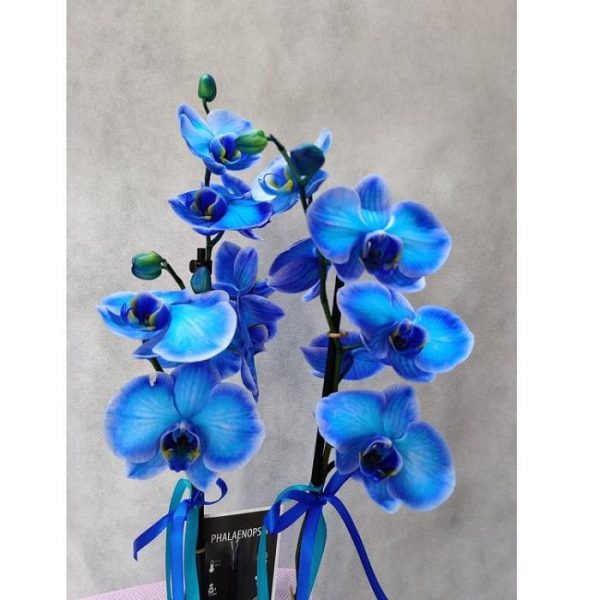 phalaenopsis blue flower