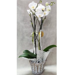 Orchid Phalaenopsis in a White Basket