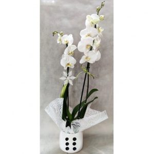 Orchid Phalaenopsis in White Dice