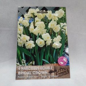 Narcissus bulbs