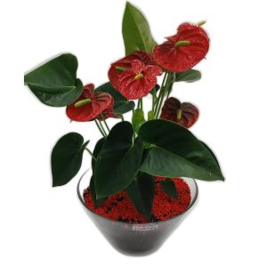 Red Anthurium in a Glass