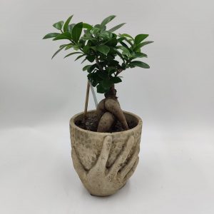 Bonsai Ficus – Hands