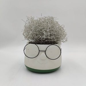 Mr. Harry – Καλοκέφαλος