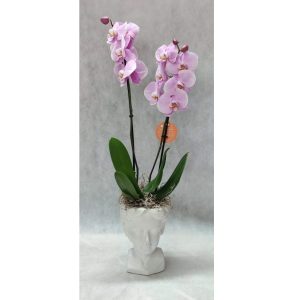 Phalaenopsis Orchid – Beige Statue