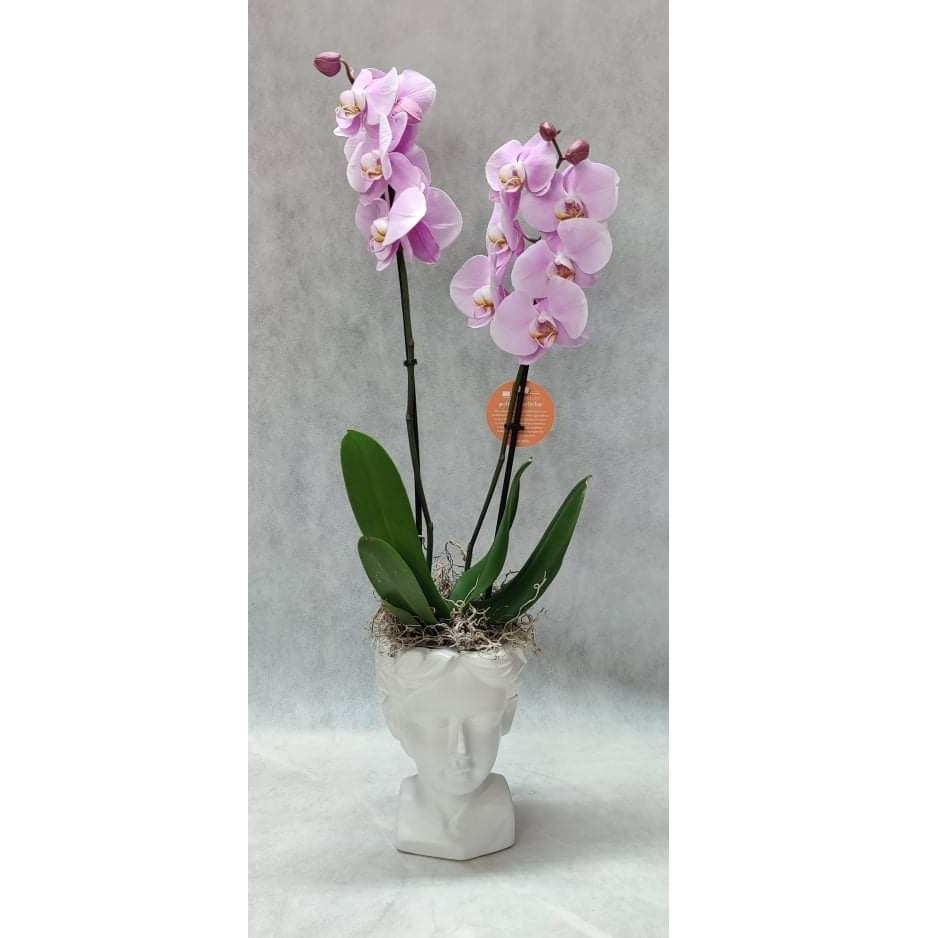 pink orchid in white face pot
