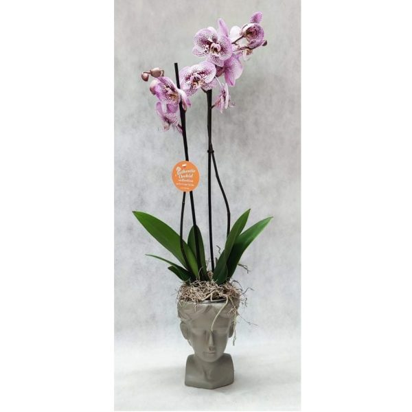 purple orchid in beige face pot