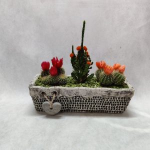 Arrangement with Coloured Cacti