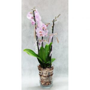 Orchid Phalaenopsis in Glass with Bark