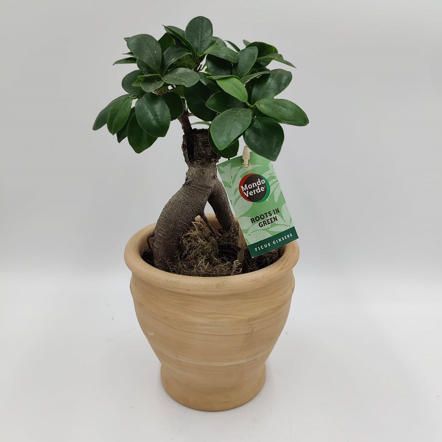bonsai ficus small