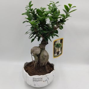 Mini Bonsai Ficus – Luxury