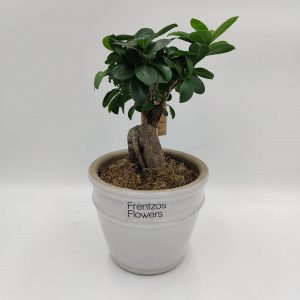 Mini Bonsai Ficus – White