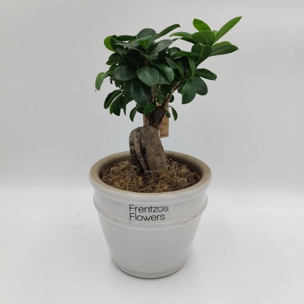 bonsai leuko pot small