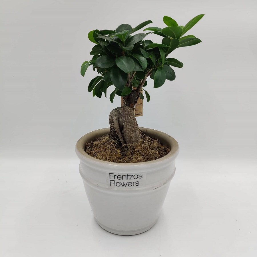 bonsai leuko pot small