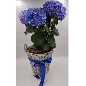 Hydrangea in basket – Blue
