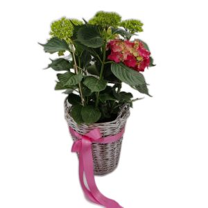 Hydrangea in Basket – Pink