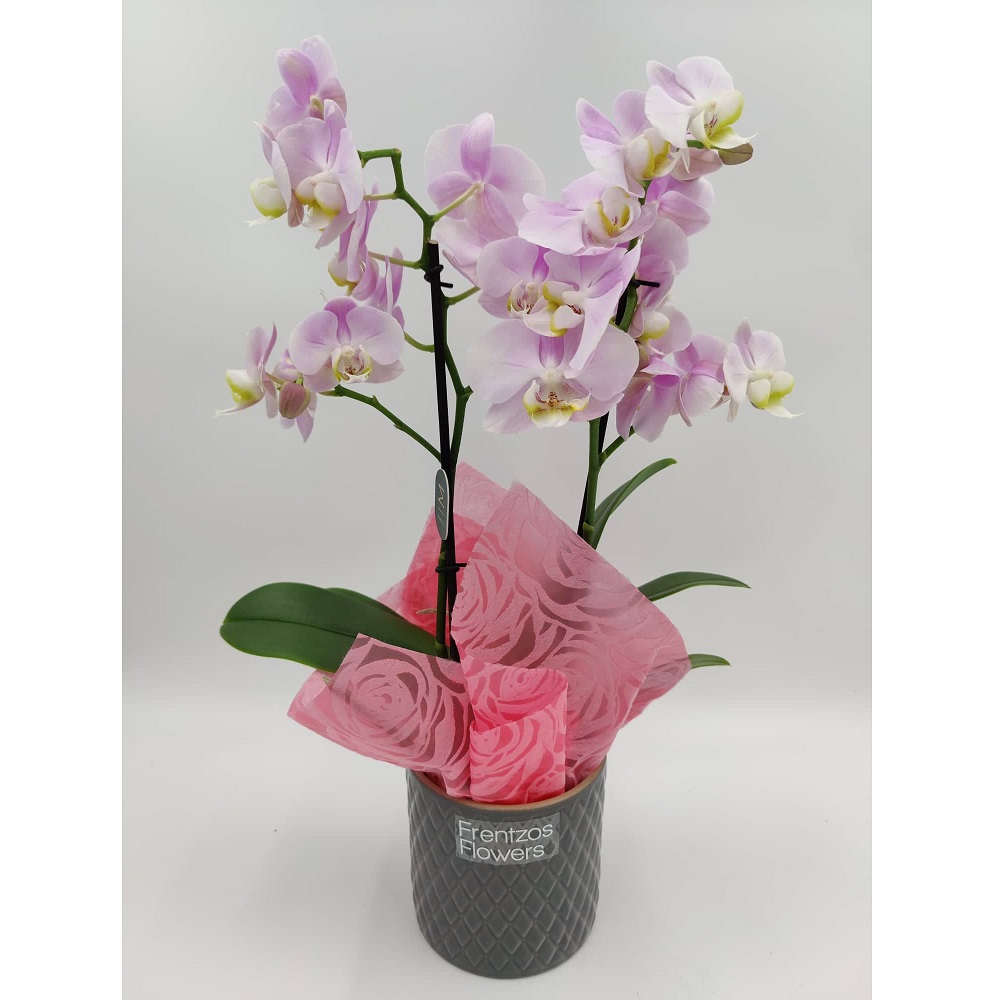 phalaenopsis orchid mini roz