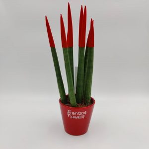 Sansevieria – Cylindrica – Red