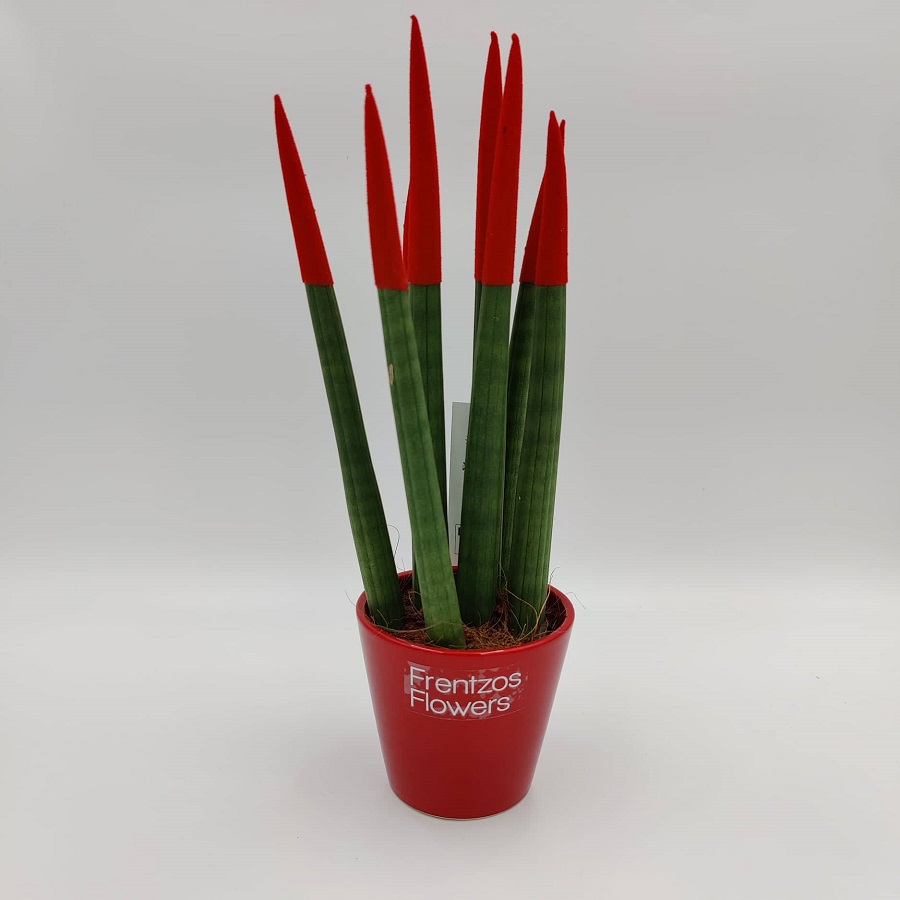 sansevieria-cylindrica-red-new
