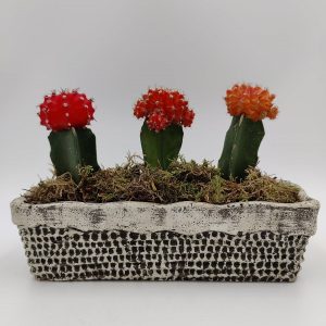 Arrangement with Cacti