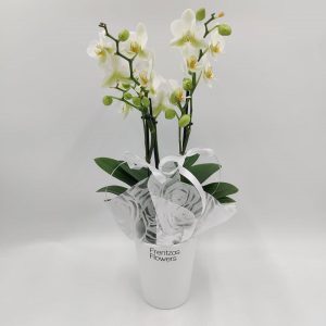 Phalaenopsis Orchid – Mini – White