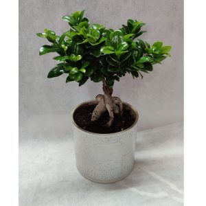 Bonsai Ficus in White Pot