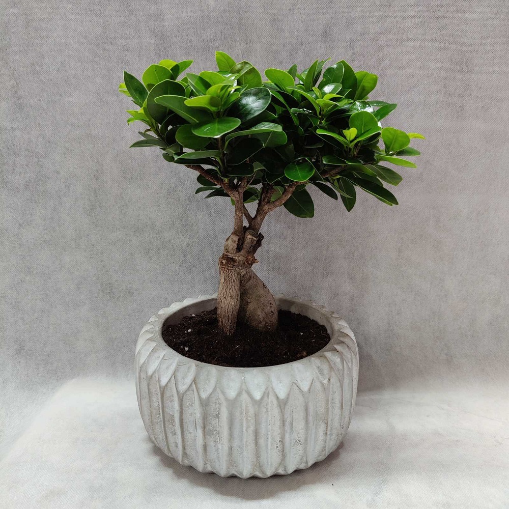 Bonsai Frentzos FlowersFlorist in AthensAgia ParaskeviGreece