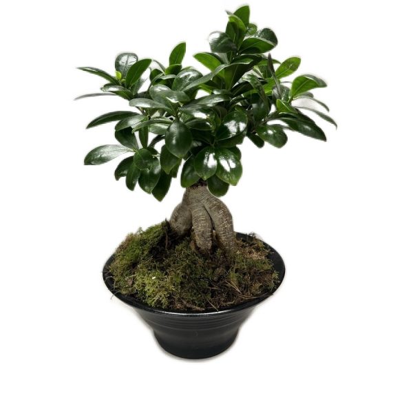 bonsai-in-black-pot