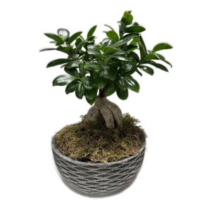 Bonsai Ficus – The Grey