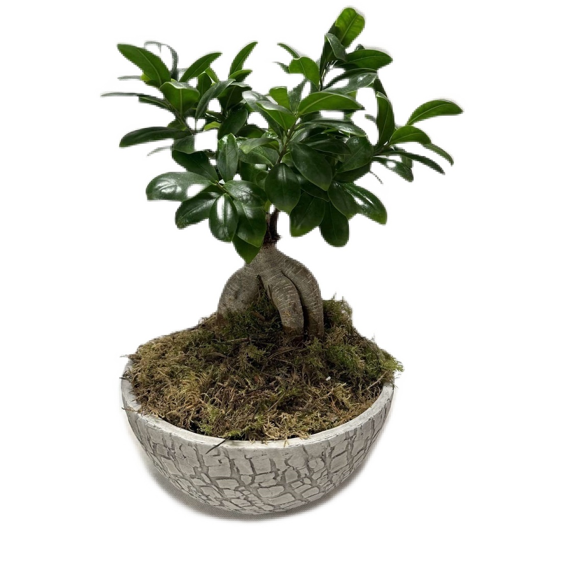 bonsai-in-vintage-pot