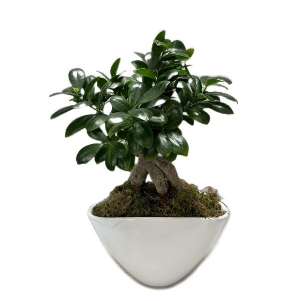 bonsai-in-white-curved-pot