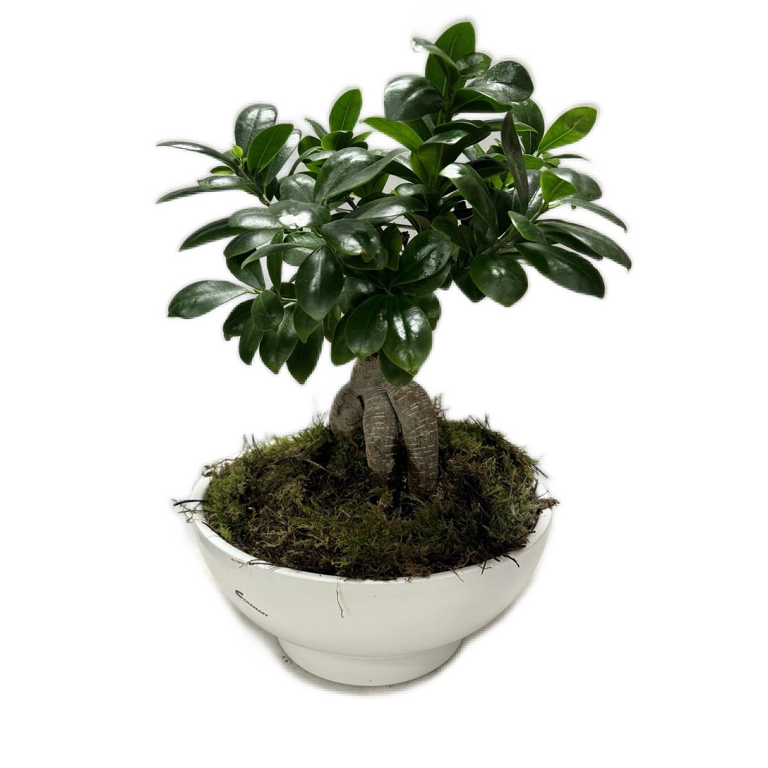 bonsai-in-white-pot