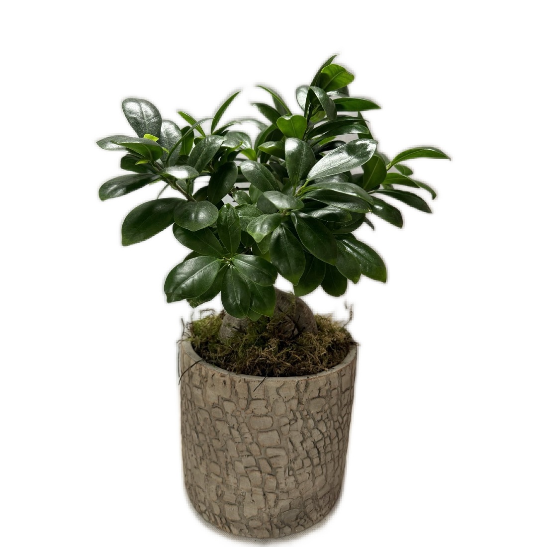 bonsai-in-woodlike-pot
