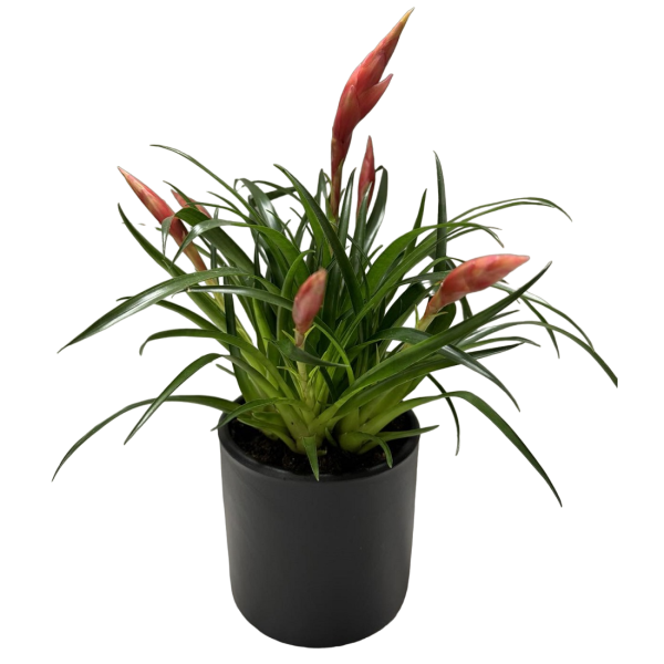 indoor-plant-Vriesea-in-black-pot